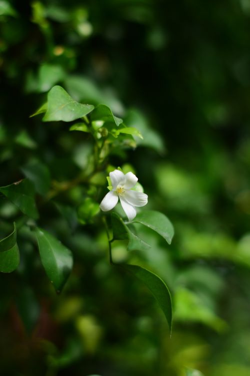 Free A beautiful jasmine flower in full bloom surrounded by lush green leaves. Stock Photo