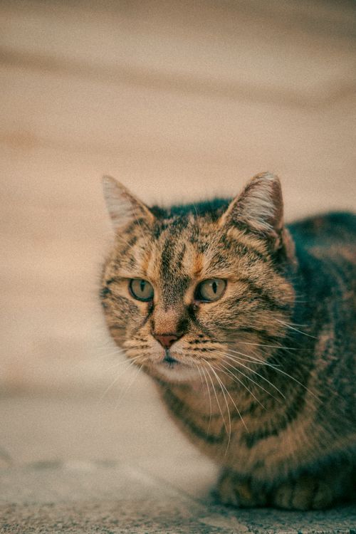 Free Detailed close-up of a domestic tabby cat with distinctive stripes and vivid green eyes in Varna, Bulgaria. Stock Photo