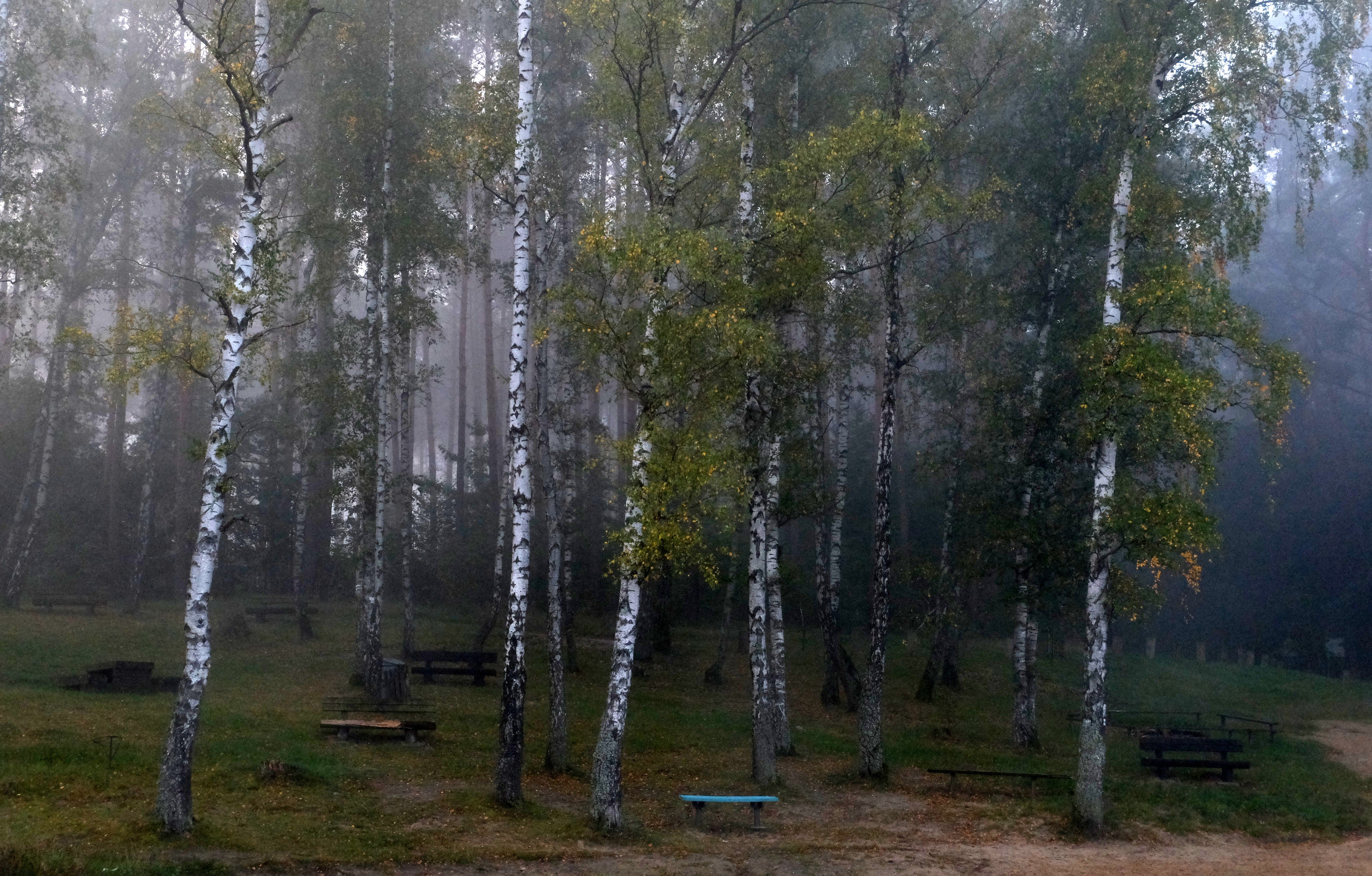 forest briefing area, wooden benches, ranger, crisp morning light