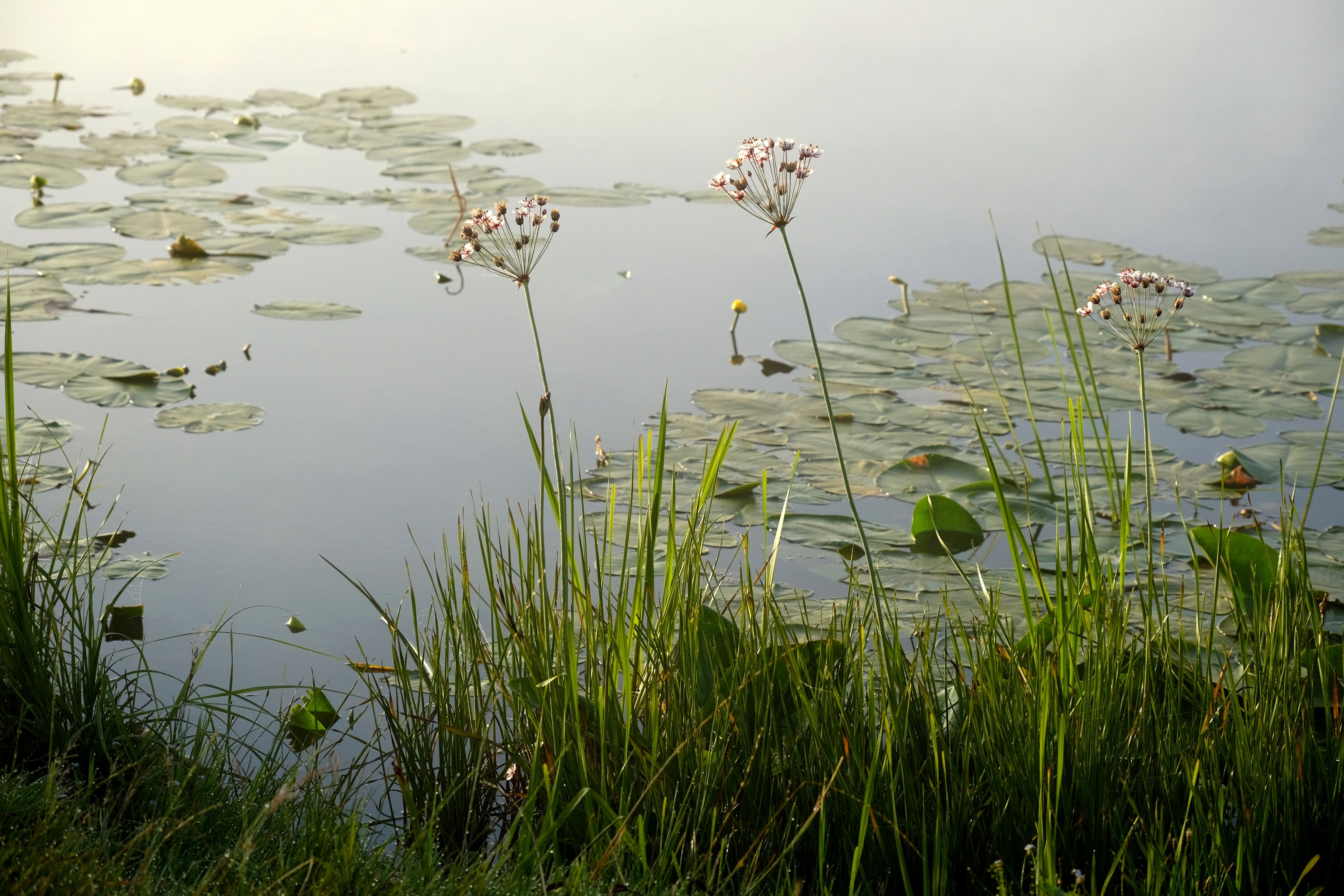 Peaceful pond scene with water lilies and grass at the edge, reflecting tranquility.