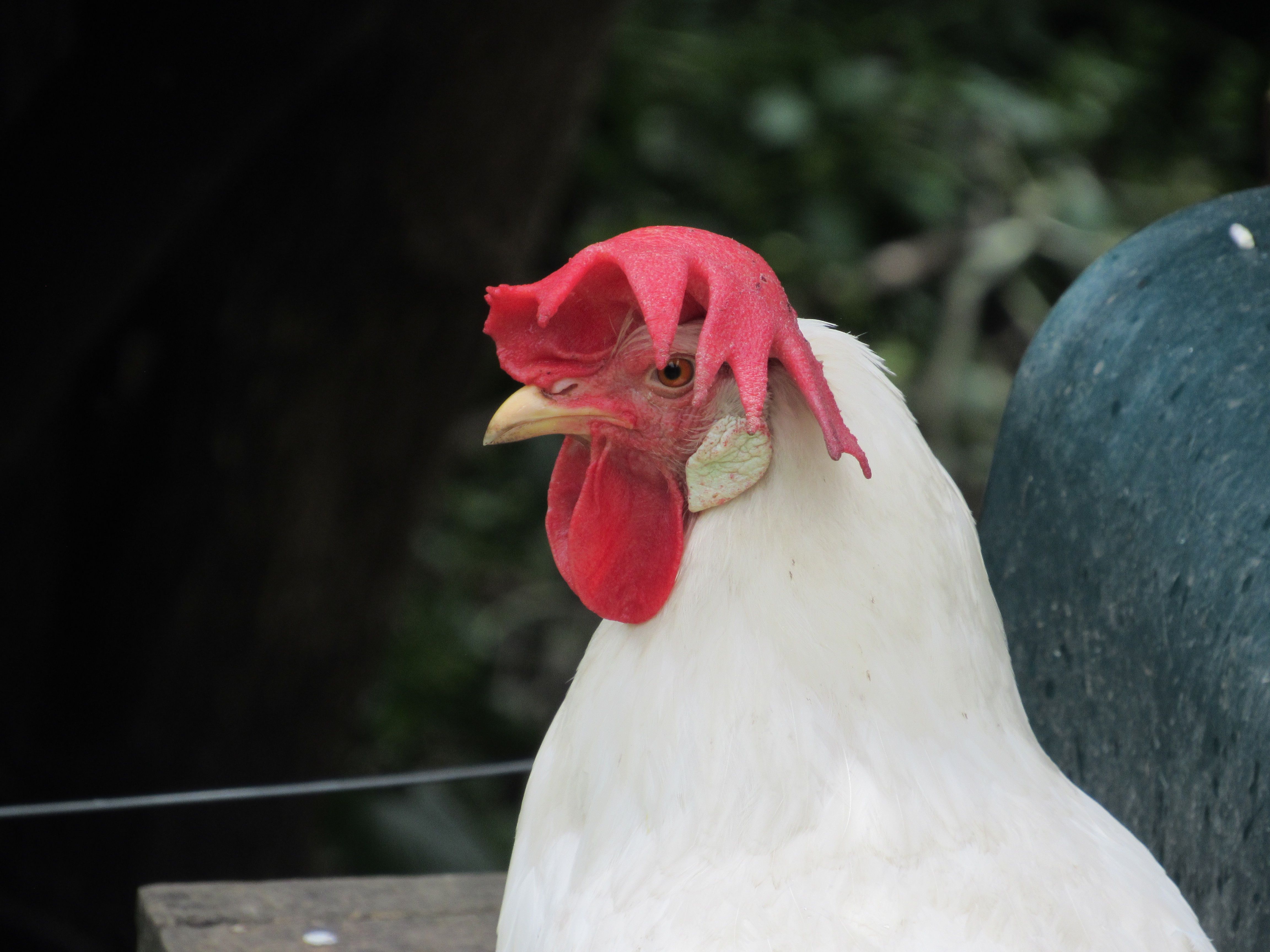 New Zealand confirms first H5N1 bird flu case in native bird species