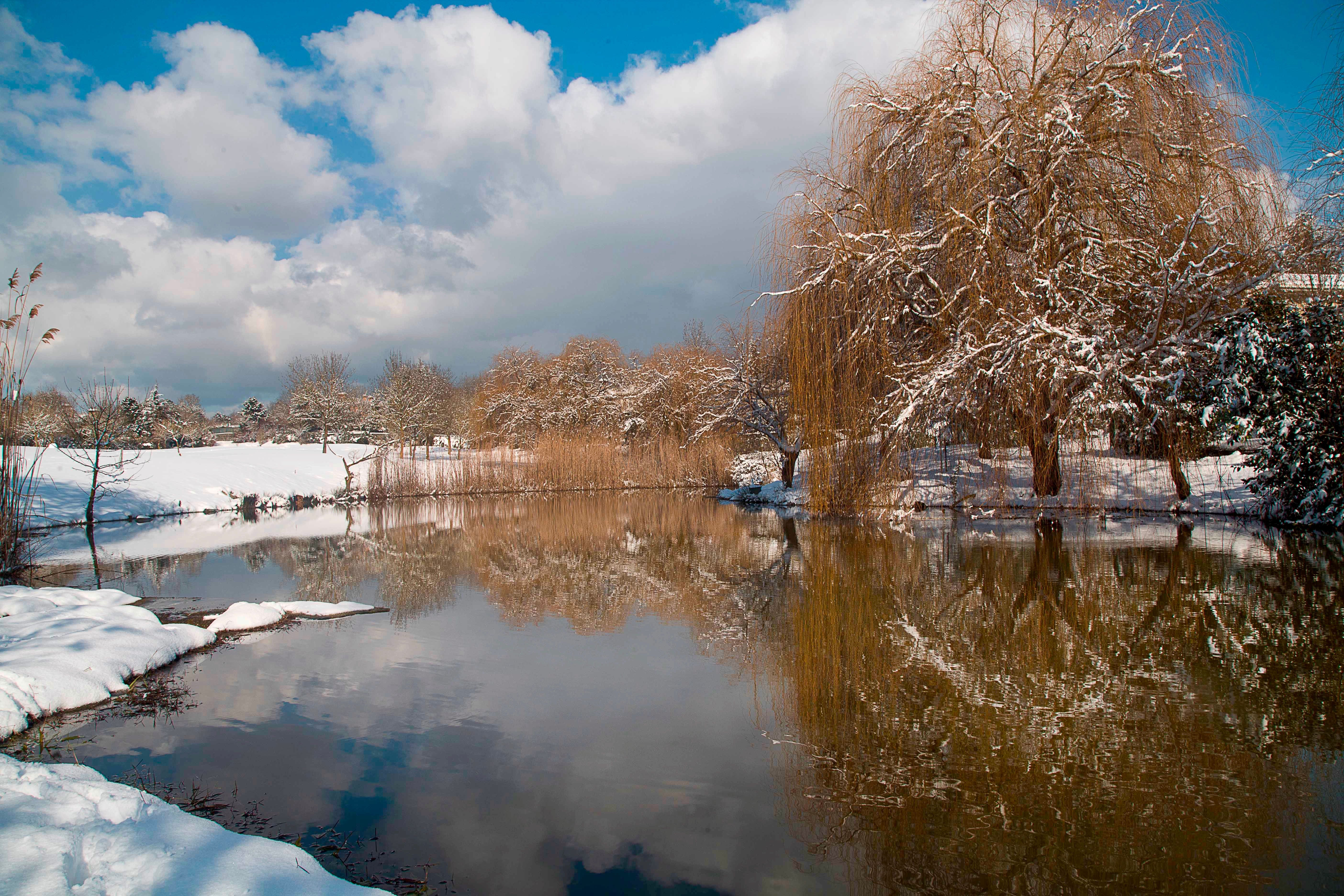 Winter Landscape with Snowy Willow Trees and Reflective Pond · Free ...