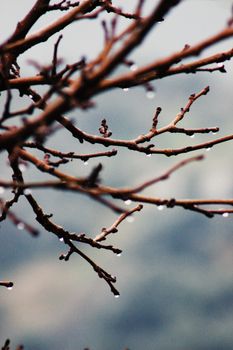 Droplets glisten on bare branches, capturing a tranquil early spring mood after rain.