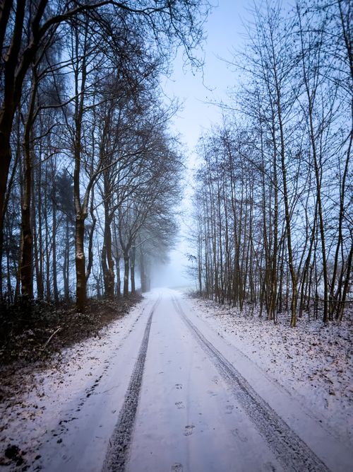 Free A serene winter scene with a snowy pathway through a quiet forest during twilight. Stock Photo