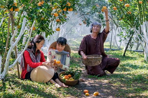Asian family in traditional hats picking ripe oranges in green garden at harvest time