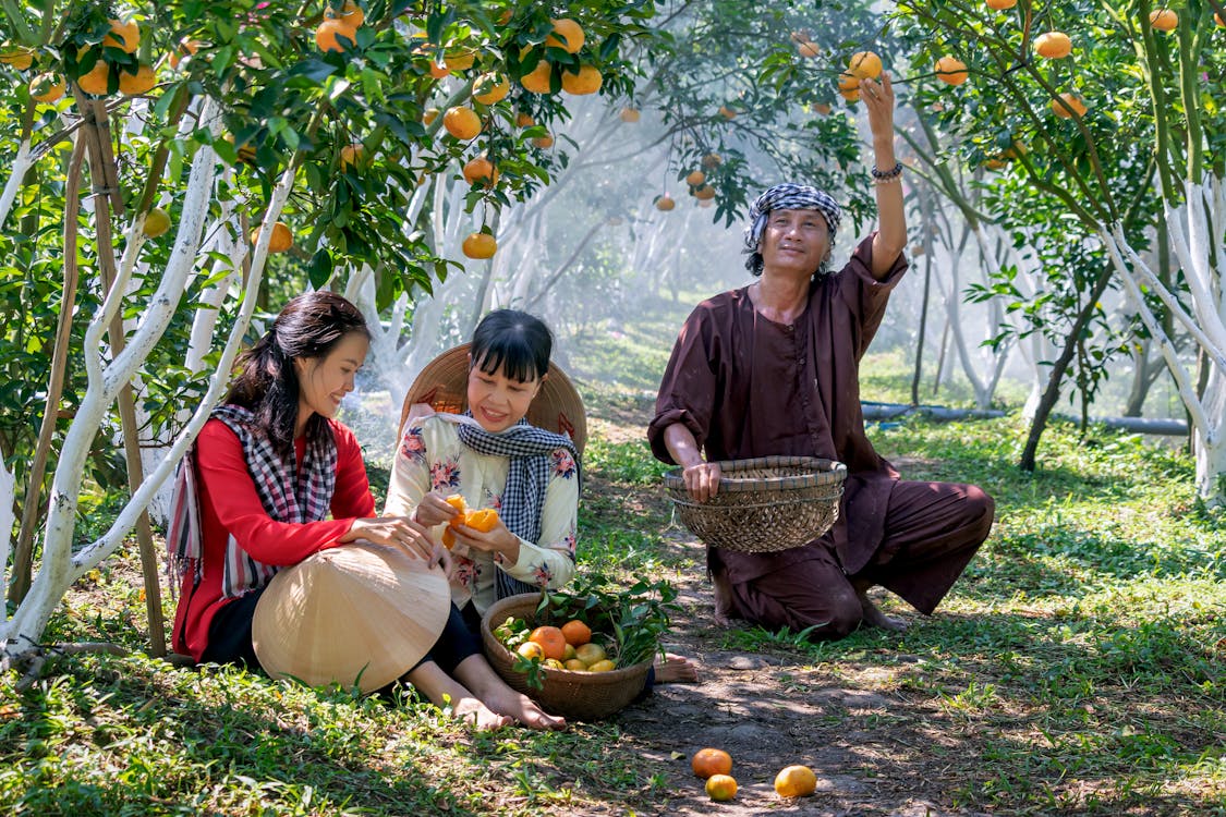 Free Asian family in traditional hats picking ripe oranges in green garden at harvest time Stock Photo
