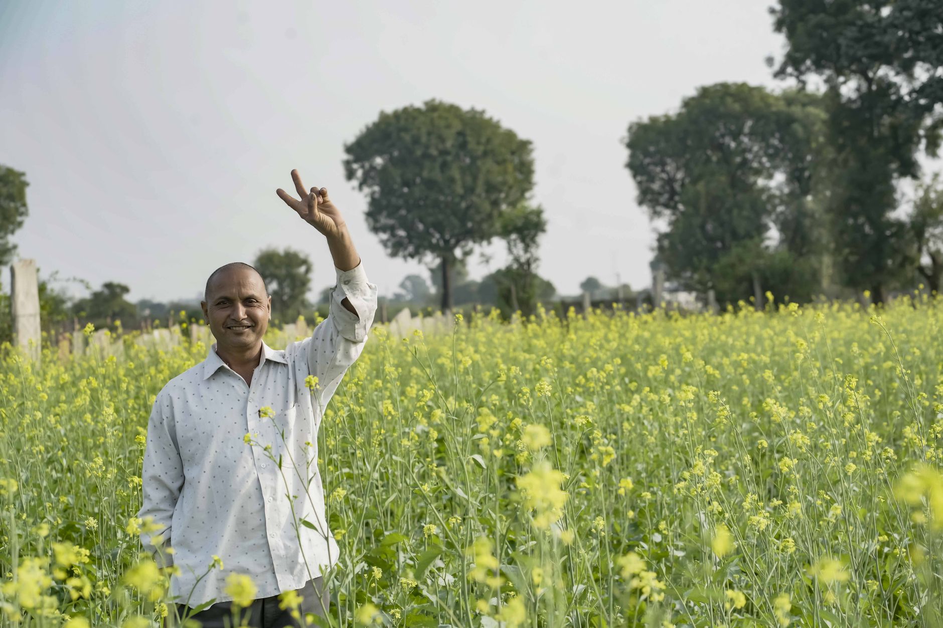 Sunflower Contract Farming Agreement Kenya: Clauses to Check
