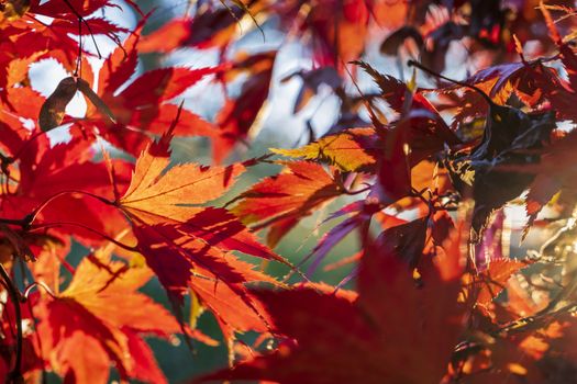 Close-up of vibrant red maple leaves backlit by sunlight, capturing the essence of autumn.