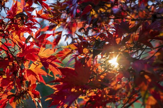 Bright red maple leaves with sunlight filtering through in a fall setting.