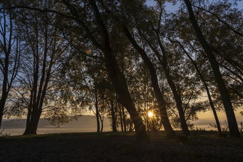 Free Calm sunset view through forest with silhouetted trees and serene landscape, perfect for nature lovers. Stock Photo