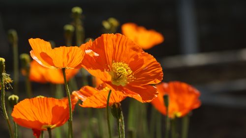 Free Bright orange poppy flowers glowing in sunlight, showcasing nature's vivid beauty. Stock Photo