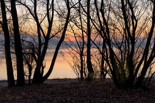 Free Serene sunset view through tree silhouettes by the tranquil lakeside. Stock Photo