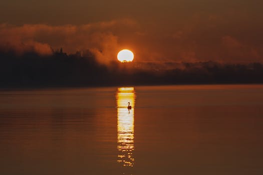 A tranquil scene of a swan silhouetted against a radiant sunrise over a misty lake.