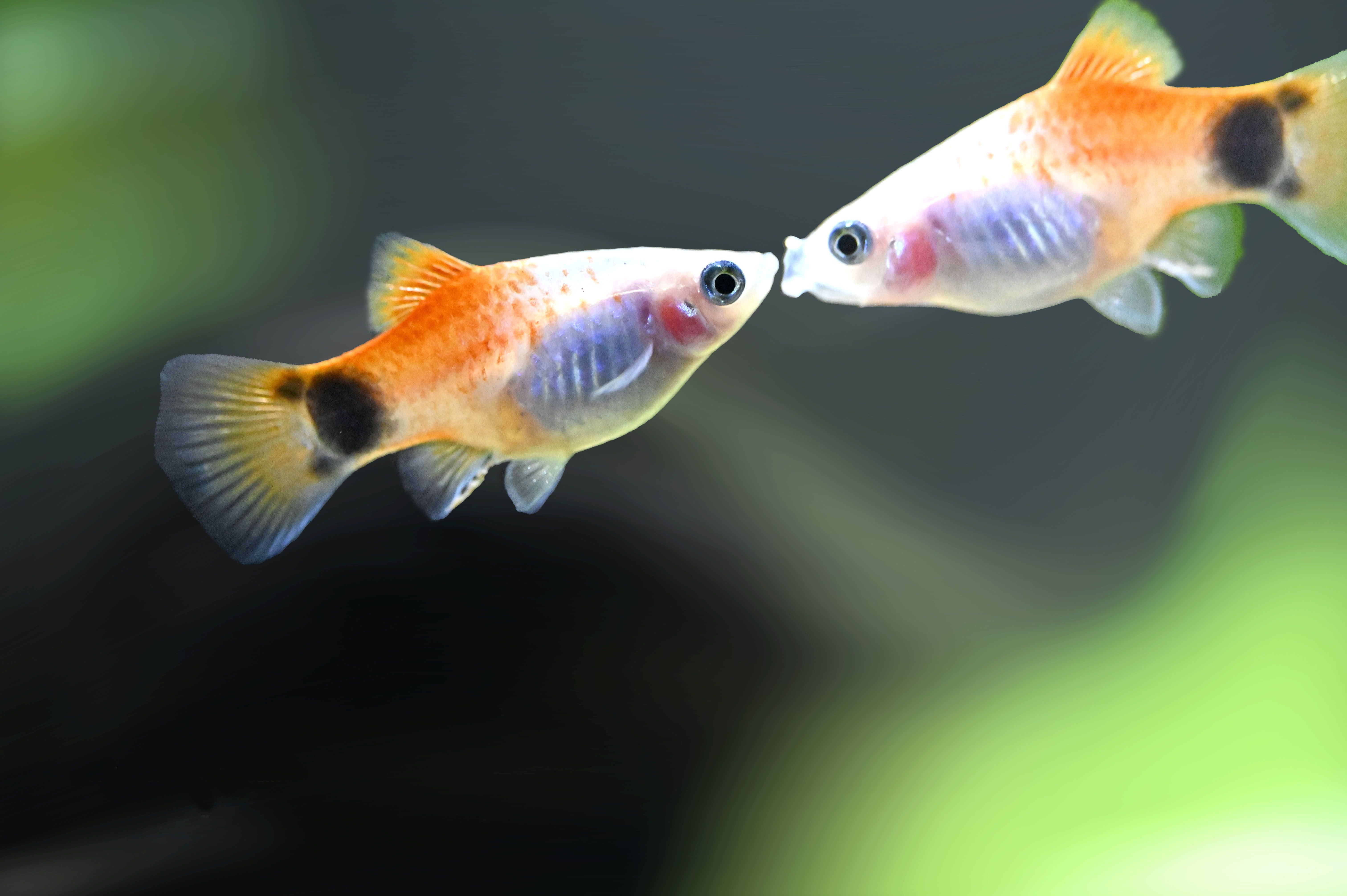 Xiphophorus Heller Photos, Download The BEST Free Xiphophorus Heller ...
