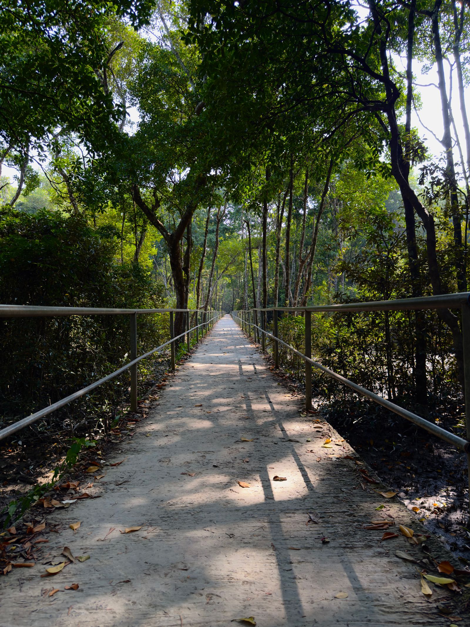 Pathway through a mangrove forest under a sunlit canopy