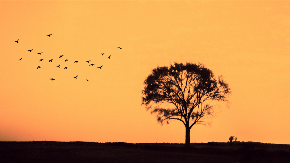A dramatic silhouette of a lone tree and flock of birds at sunset in Egypt's Beheira Governorate.