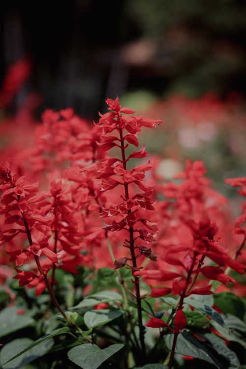 Free Stunning red flowers blooming in a lush Vietnamese garden, symbolizing natural beauty and tranquility. Stock Photo