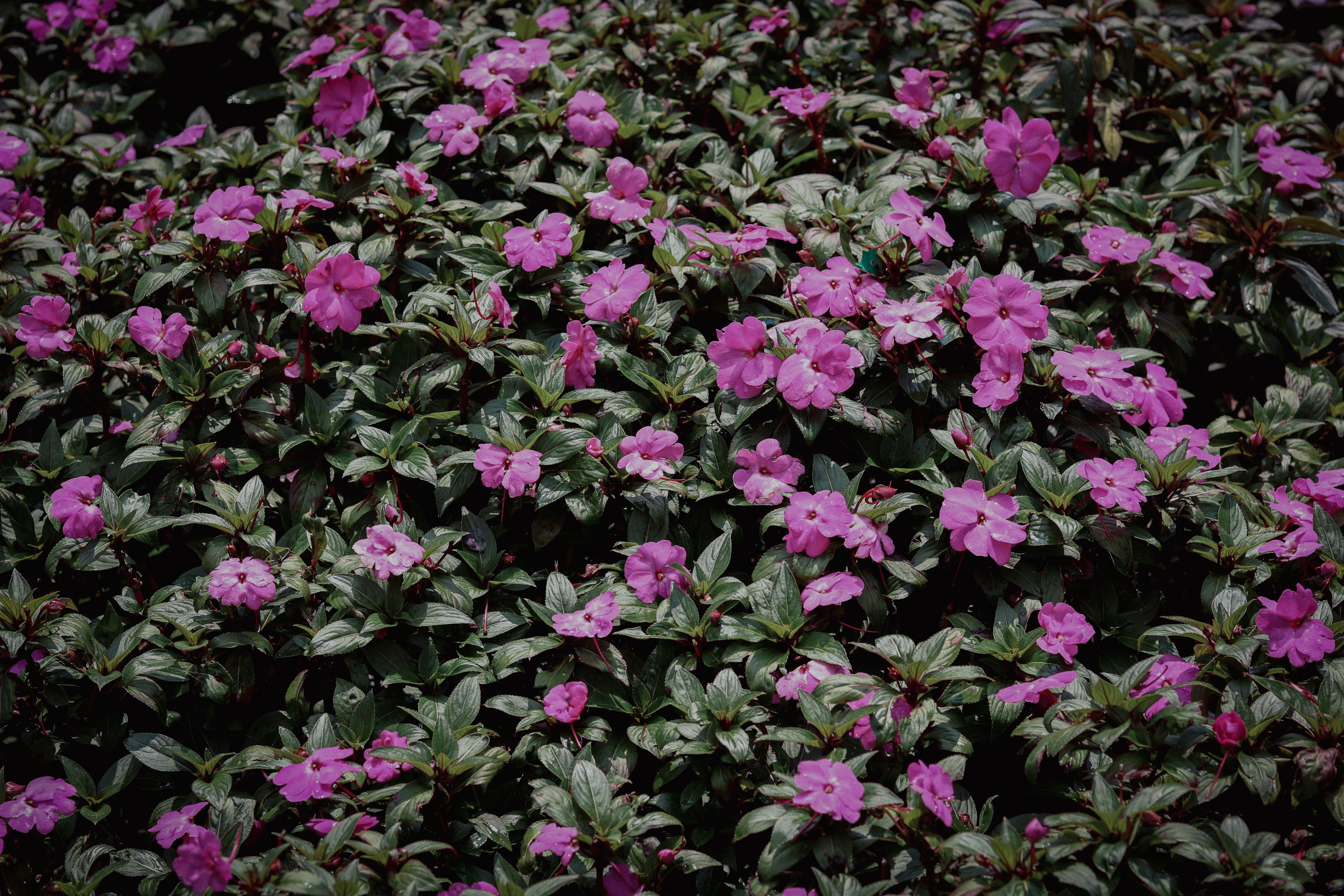 A lush bed of vibrant purple impatiens blooming outdoors, captured in Việt Nam.