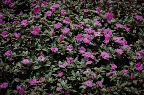 Free A lush bed of vibrant purple impatiens blooming outdoors, captured in Việt Nam. Stock Photo