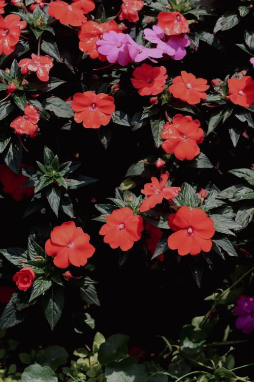 Free Stunning display of vibrant red impatiens flowers highlights the lush garden ambiance in Việt Nam. Stock Photo