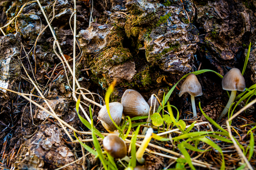 Close-up of brown mushrooms growing naturally on a forest floor covered with grass and bark.
