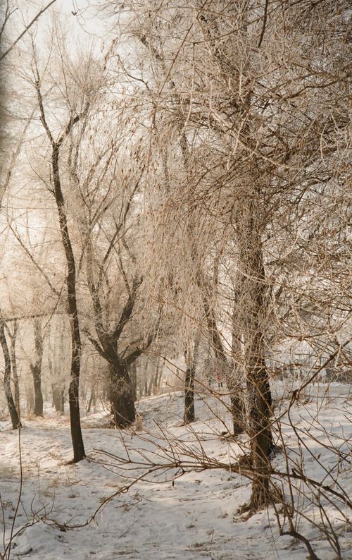 Free A serene winter forest scene with frost-covered trees creating a magical atmosphere. Stock Photo