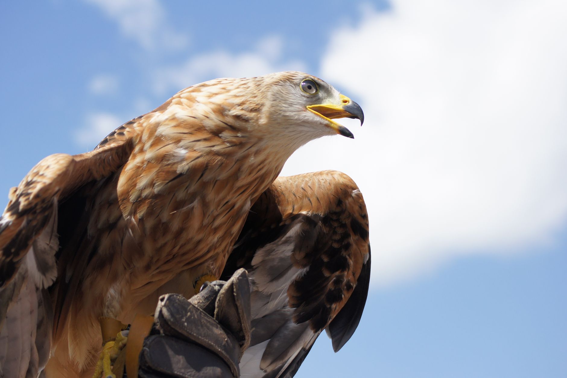 Лион объявляет об окончании эпохи 'Eagle Football' в новом разрыве с Джоном Текстором