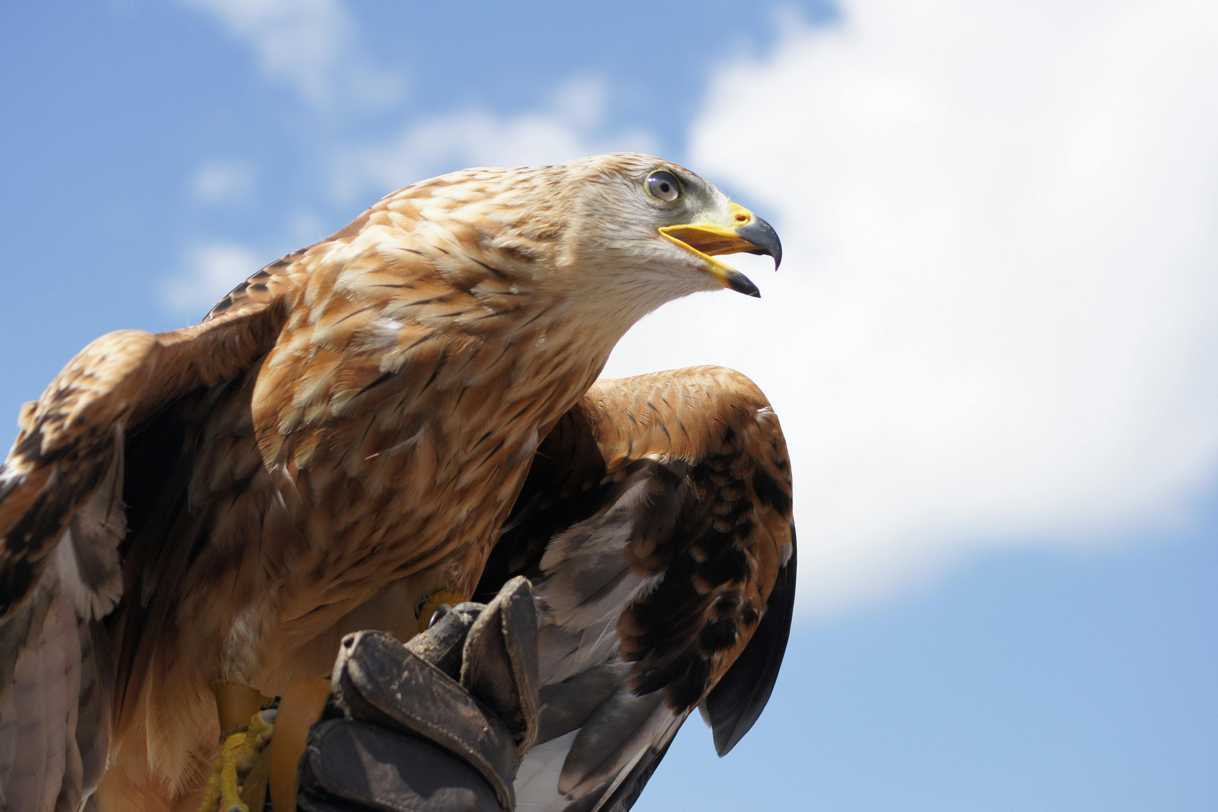 Photo gratuite de aigle  aigle  en or animal