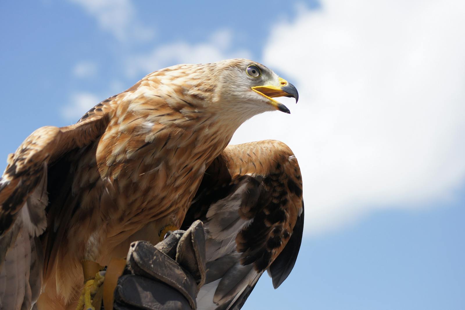 Wildlife Wednesday - Golden Eagle