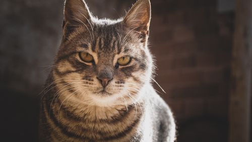 Free Portrait of a tabby cat with intense gaze in warm natural lighting. Stock Photo