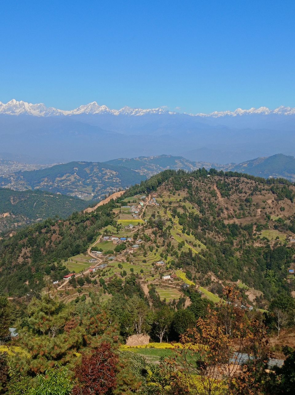 Pine ridges and farm terraces in Nepal's middle hills below a long white wall of Himalayan peaks
