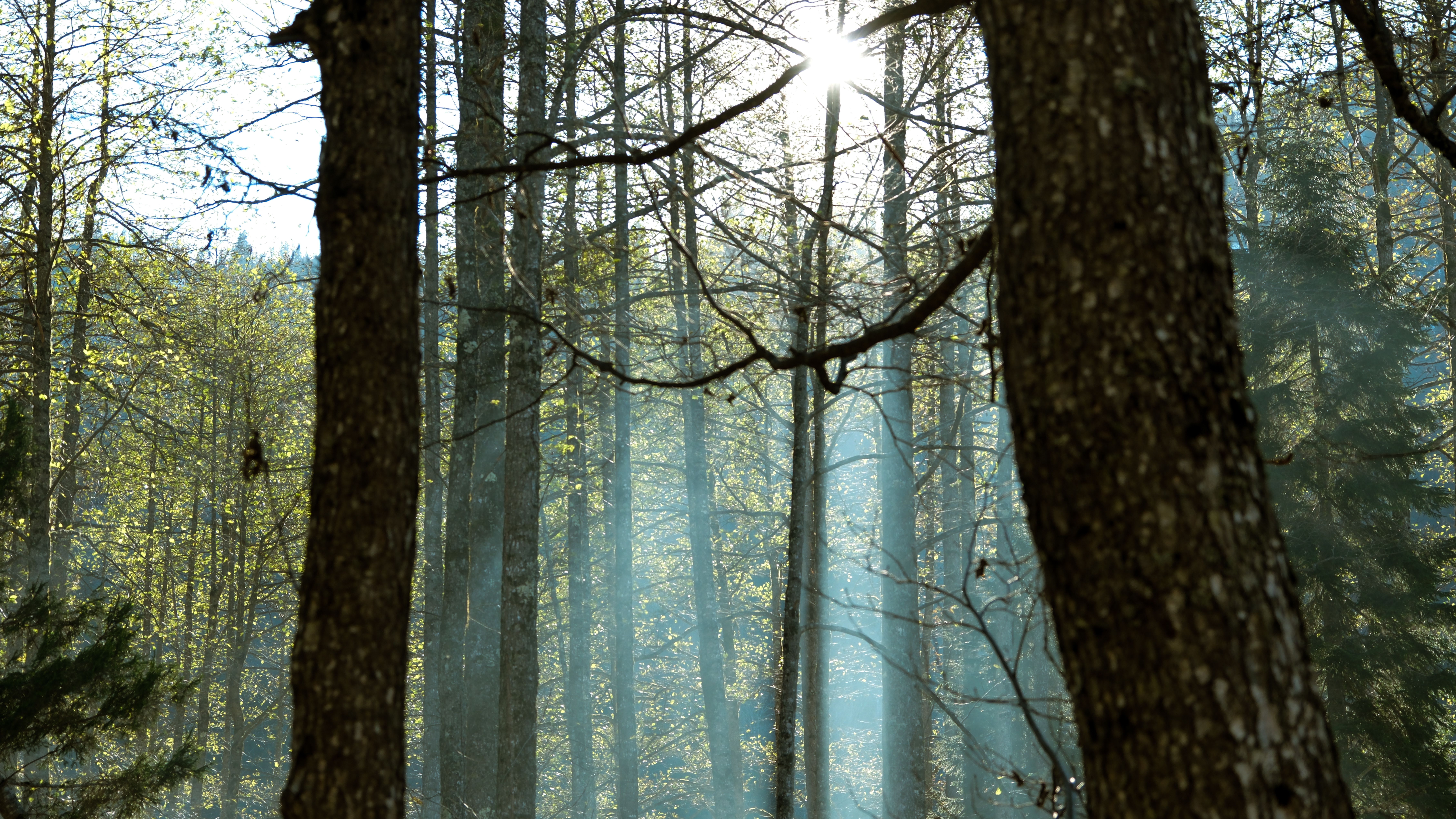 Sunlight Filtering Through Forest Trees in Güvercinli · Free Stock Photo