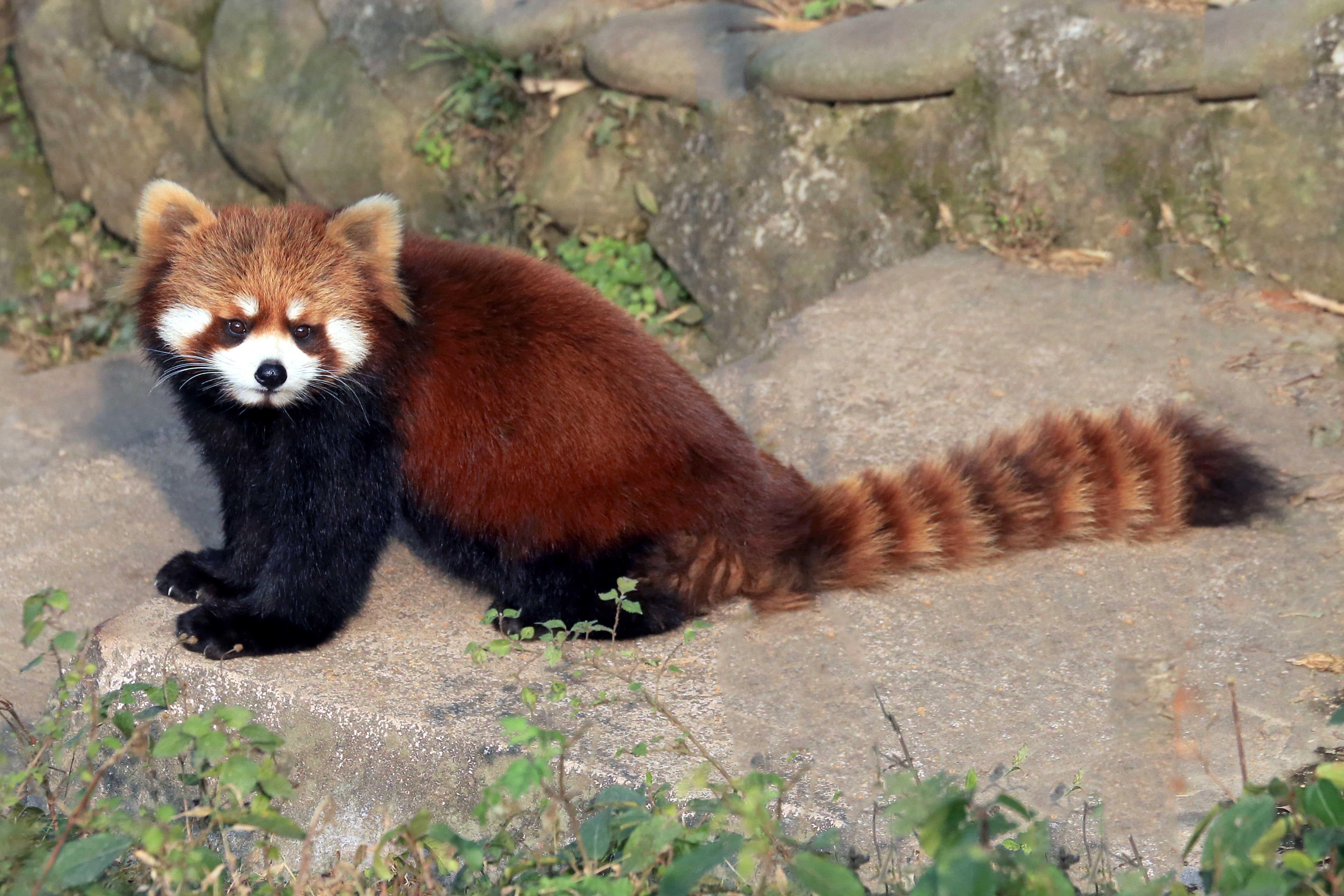 Fotomural Adorable panda rojo sentado en una piedra al aire libre con abundante vegetación.