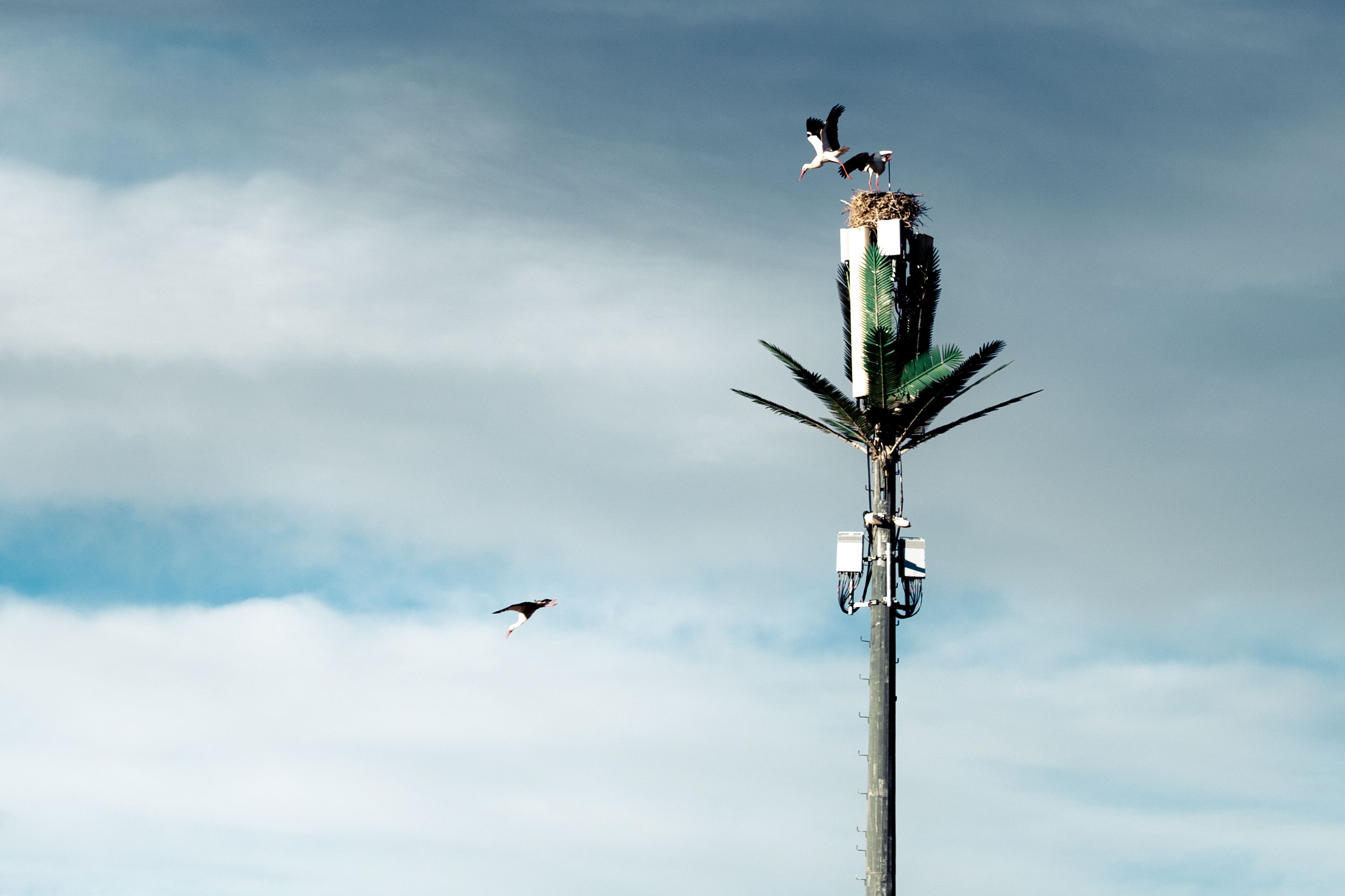 Storks industrial estate nest a 'major milestone'