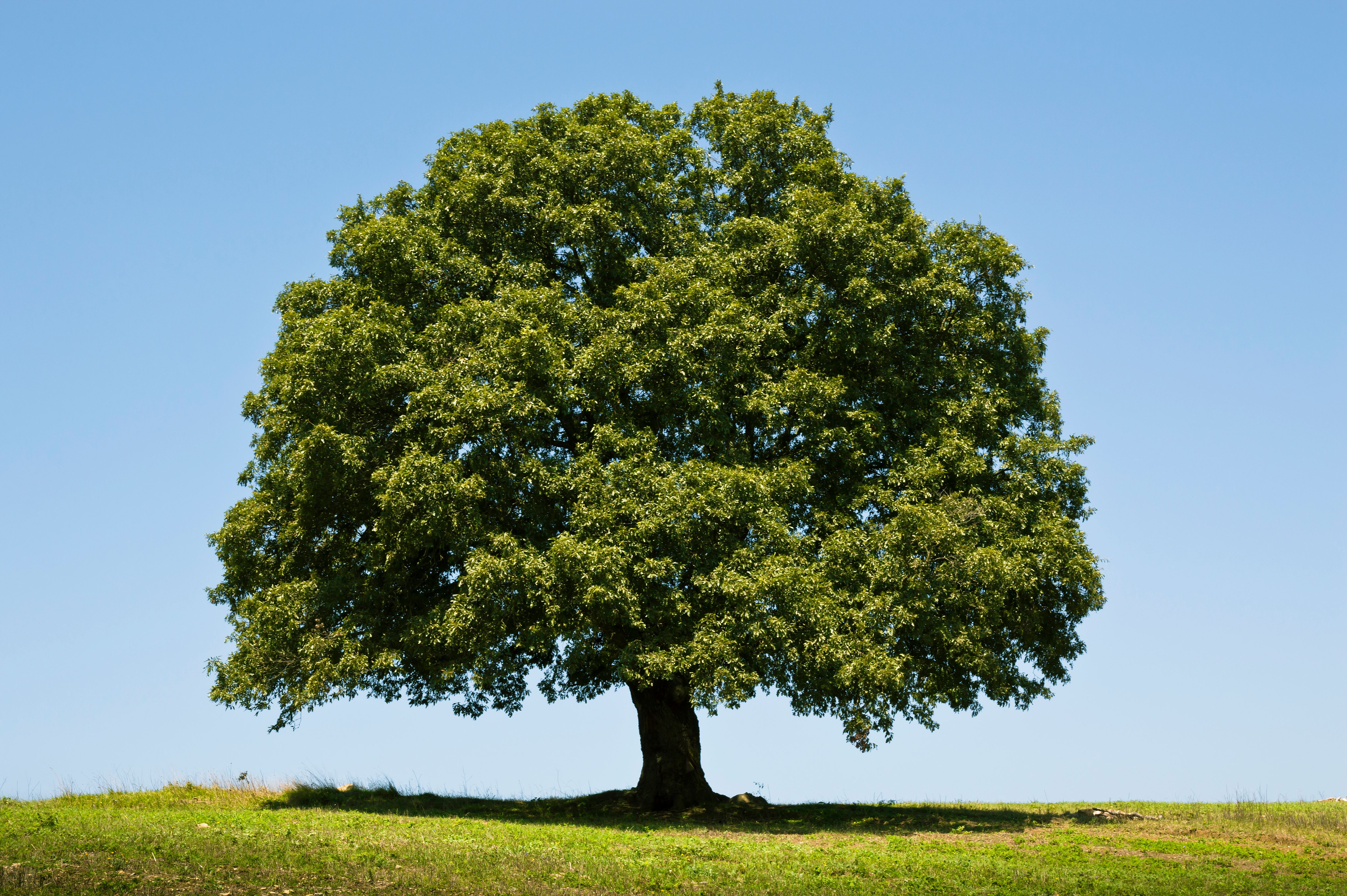 Meet the Oak Tree - A Deciduous Tree