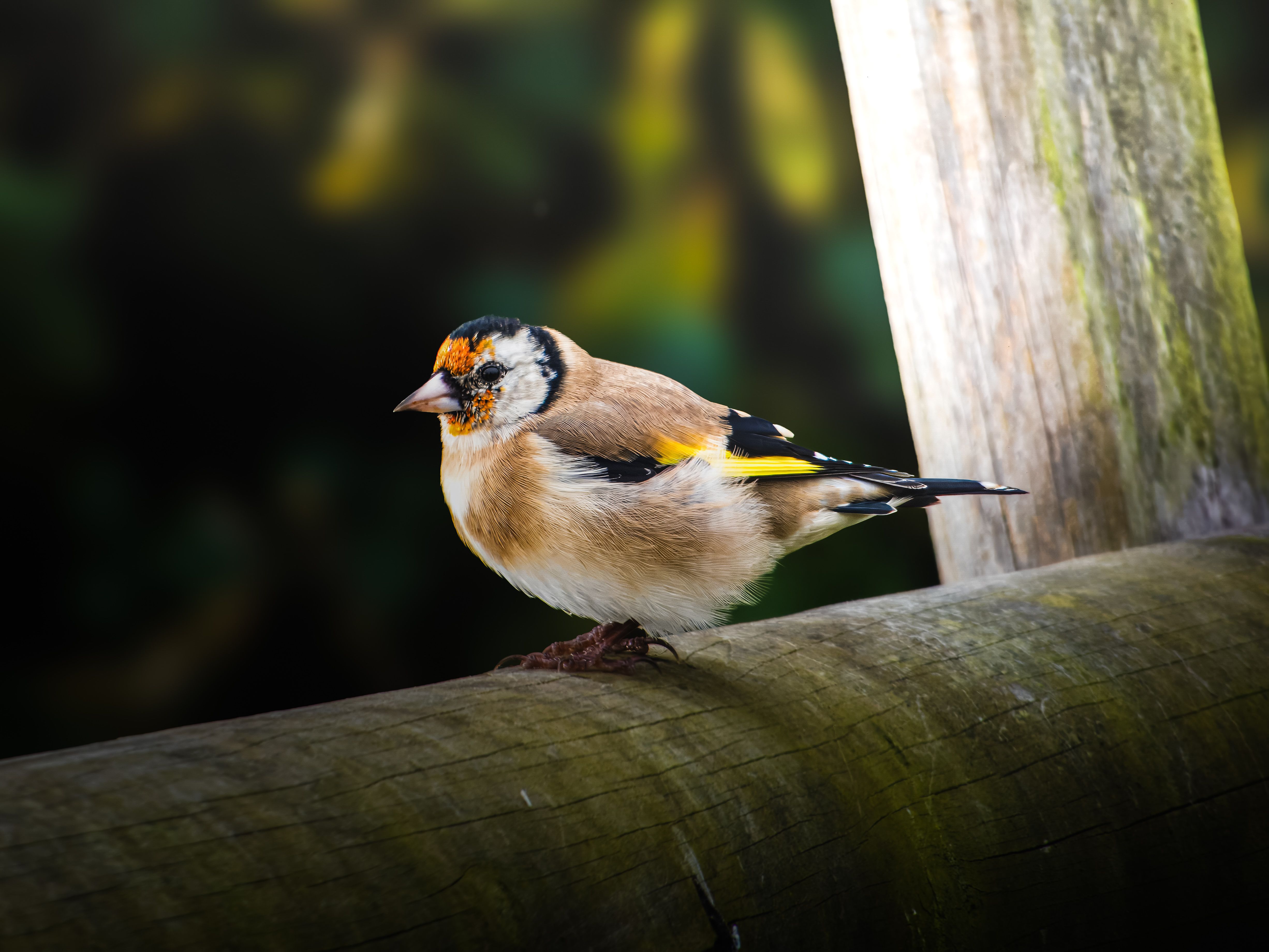 Goldfinch Community Votes to Wind Down Prime: What It Means
