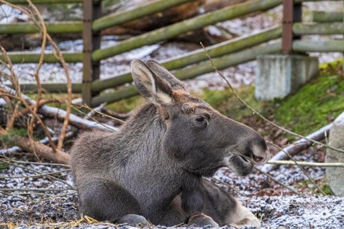 Free A moose relaxing in a snowy enclosure in Stockholms län, Sweden. Stock Photo