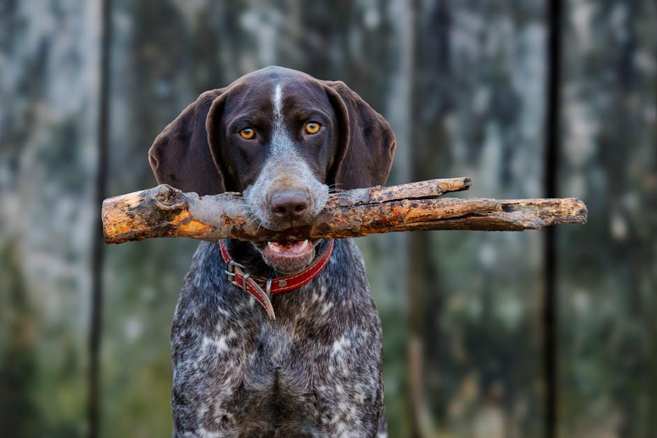 Best Hand Blender - Cuisinart Smart Stick Blender Review