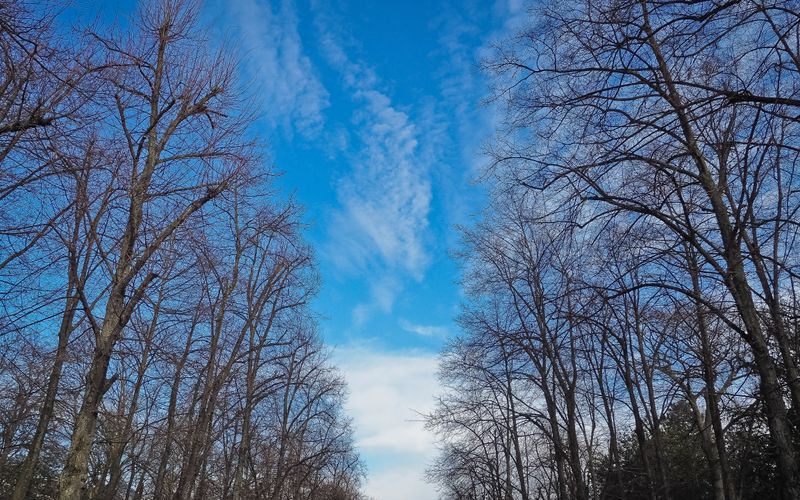Knowing When It's Time to Remove a Tree