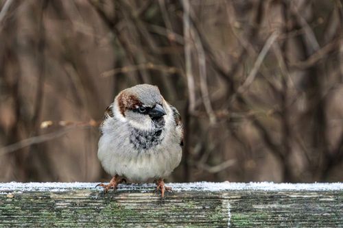 Free House sparrow perched on a snowy branch in winter, Stockholm, Sweden. Stock Photo