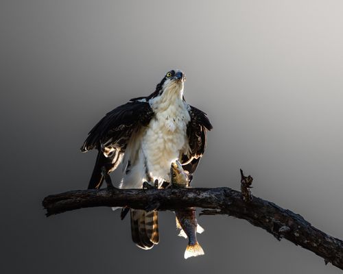 Free A majestic osprey perched on a branch with its fresh catch, showcasing nature's raw beauty. Stock Photo
