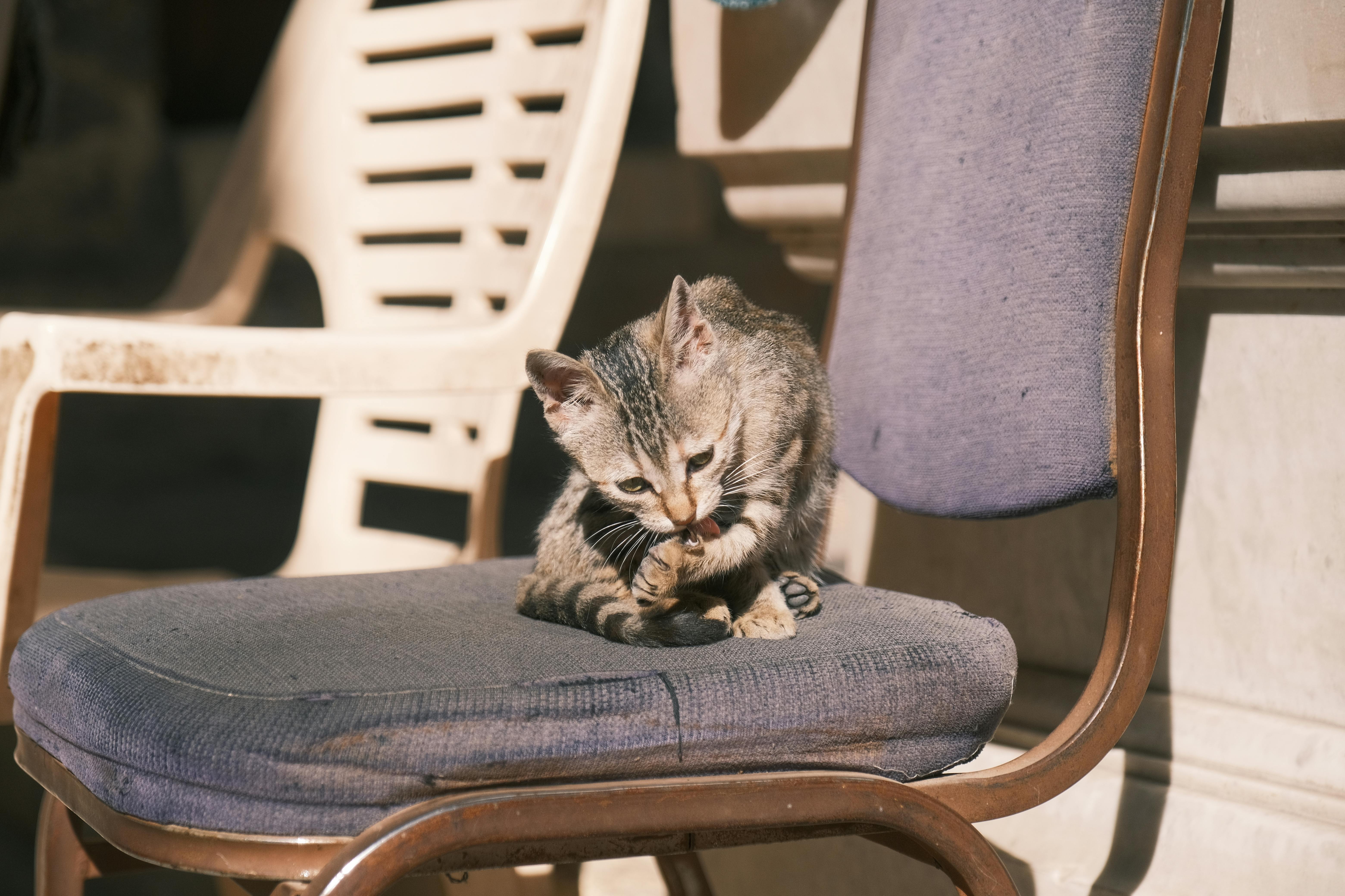 pet care pet grooming — Photo by Tito Zzzz on Pexels