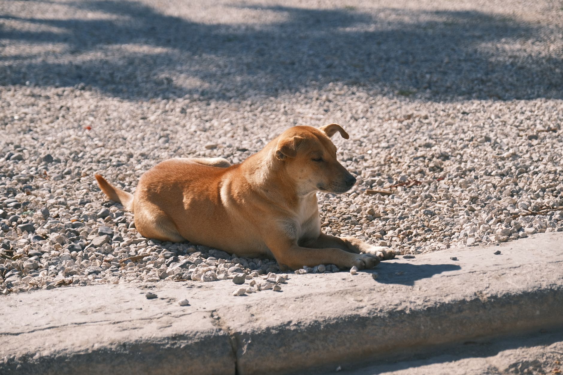 Portrait of a dog at a veterinary clinic
