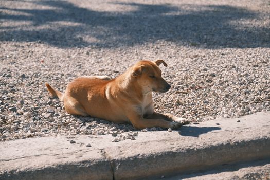 A relaxed brown dog resting on a sunlit gravel path, enjoying the warm weather.