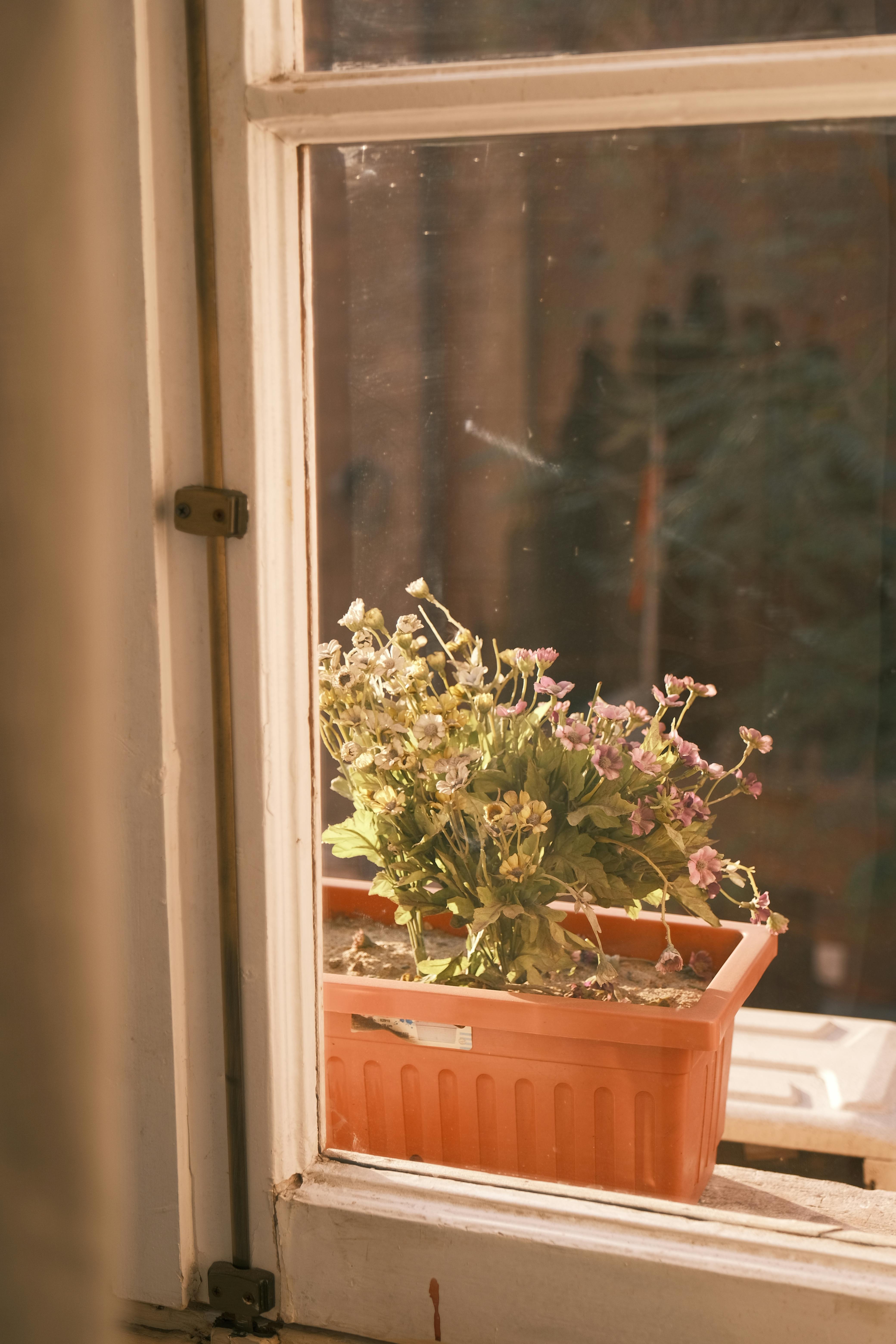 Gratuit O cutie cu flori înflorite stă pe un pervaz însorit, aruncând umbre calde. Fotografie de stoc