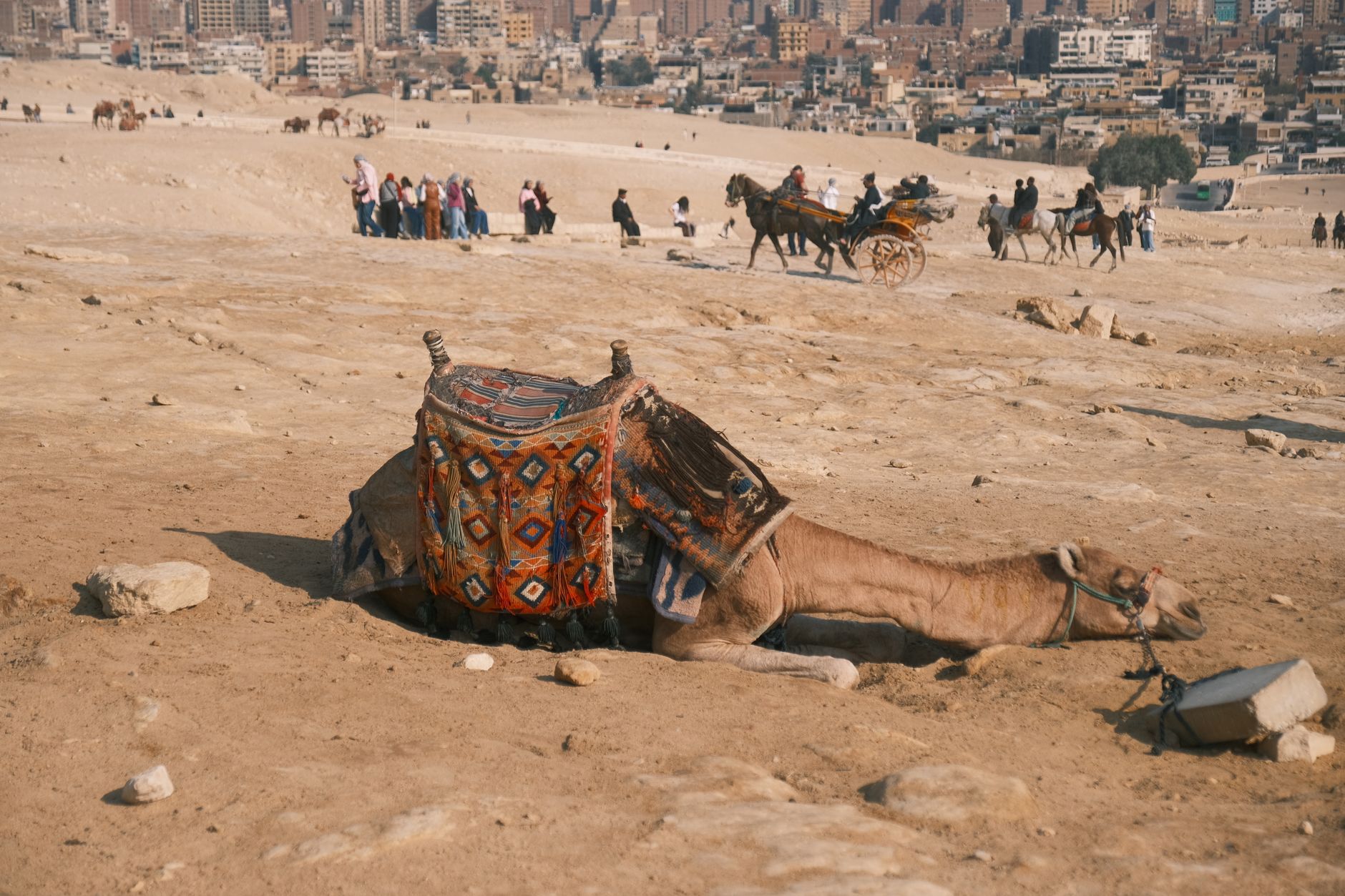 sand art activity for events egypt — Camel resting in the desert with vibrant saddle blanket near Cairo, Egypt.