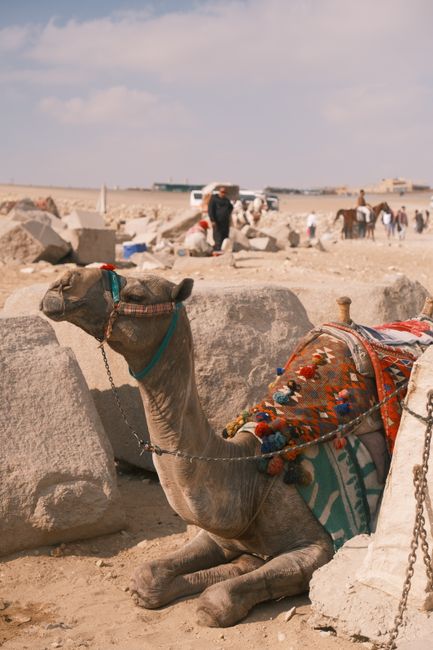 A decorated camel resting among stones at a historical site, capturing a slice of traditional desert life.