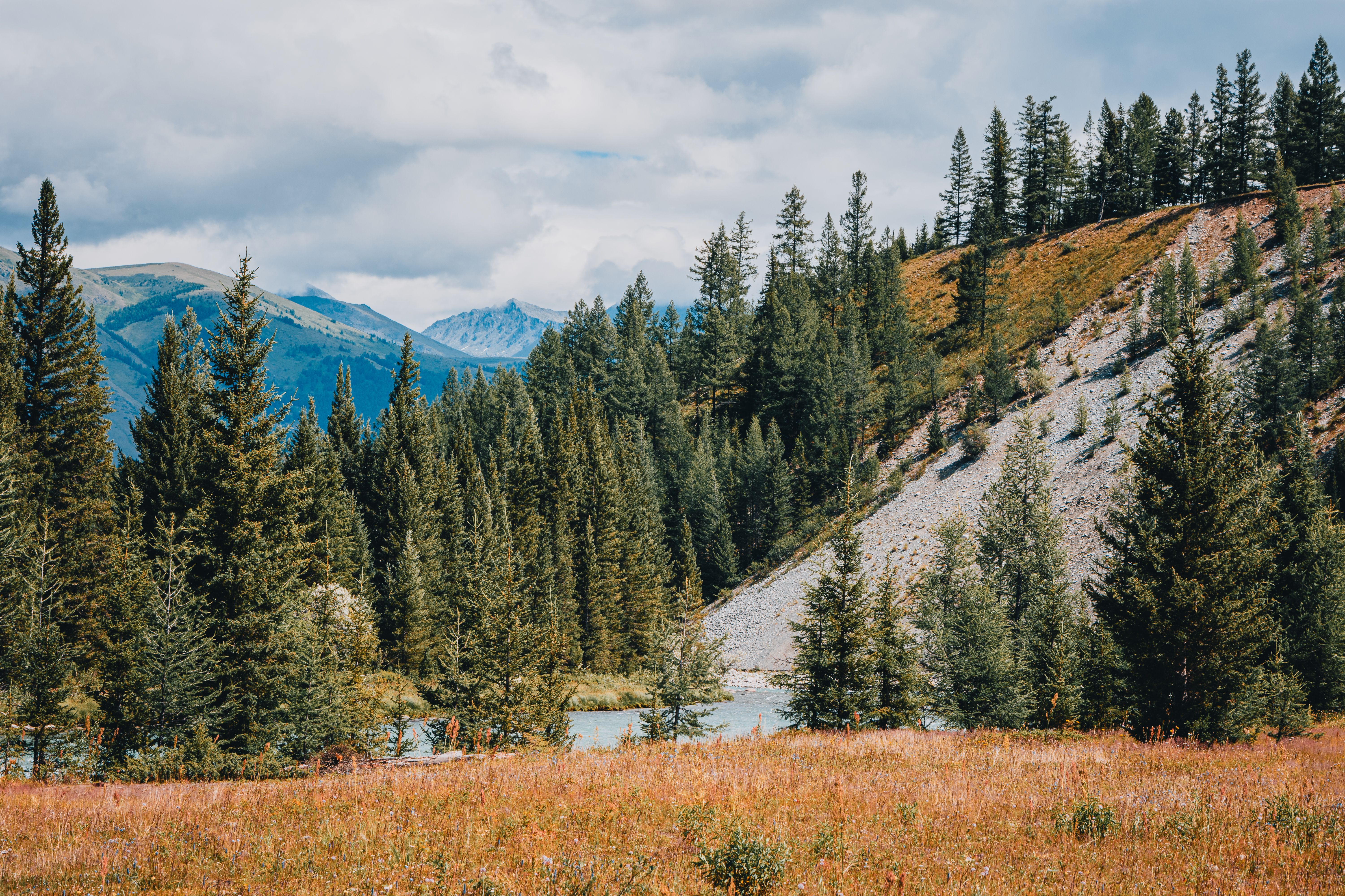 Serene Mountain Landscape with Pine Forest · Free Stock Photo