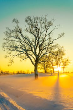 Breathtaking sunrise over a snowy landscape with silhouette of bare trees.