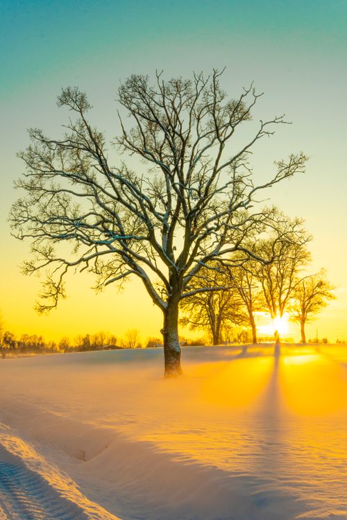 Free Breathtaking sunrise over a snowy landscape with silhouette of bare trees. Stock Photo